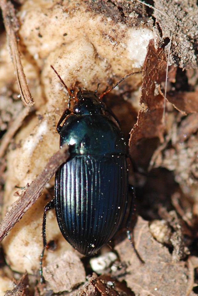 Da identificare: Amara ovata